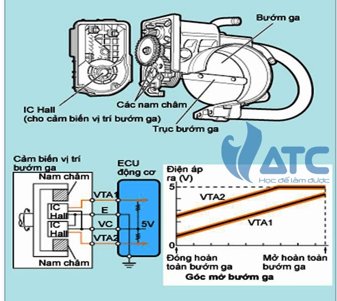 Cảm biến vị trí bướm ga: Chức năng, cấu tạo và nguyên lý